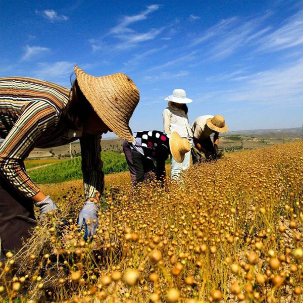新时代“三农”工作的重大战略部署（一）
