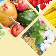 中国农业现代化的现实路径（下篇）