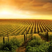 中国农业现代化的现实路径（中篇）